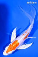 6.5" KIKUSUI BUTTERFLY