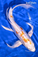 10" KIKUSUI BUTTERFLY