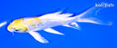 5.75" GINRIN LEMON HARIWAKE BUTTERFLY
