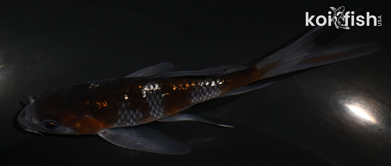 4.25" GINRIN OCHIBA SHIGURE BUTTERFLY