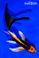 6.75" ORENJI MATSUBA BUTTERFLY