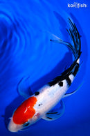 10" SANKE BUTTERFLY