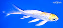 5.75" GINRIN LEMON HARIWAKE BUTTERFLY