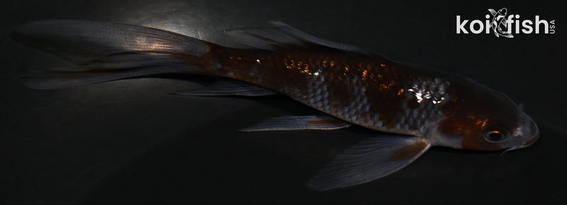 4.25" GINRIN OCHIBA SHIGURE BUTTERFLY