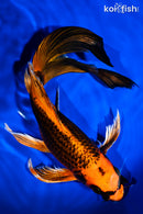 10.75" ORENJI MATSUBA BUTTERFLY