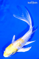 5.75" GINRIN LEMON HARIWAKE BUTTERFLY