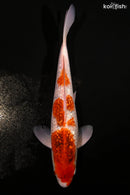 12.25" GINRIN GOROMO