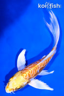 6" DOITSU YAMABUKI OGON BUTTERFLY