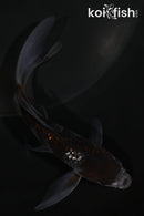 4.25" GINRIN OCHIBA SHIGURE BUTTERFLY