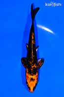 5" KIN ORENJI MATSUBA