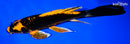10" ORENJI MATSUBA BUTTERFLY