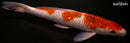 12.25" GINRIN GOROMO
