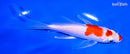 5.75" HARIWAKE BUTTERFLY
