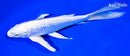 8.25" GINRIN PLATINUM OGON BUTTERFLY