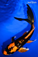 10" ORENJI MATSUBA BUTTERFLY