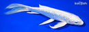 8.25" GINRIN PLATINUM OGON BUTTERFLY