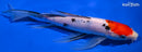 9.75" SANKE BUTTERFLY