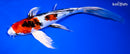 10" YAMATO NISHIKI BUTTERFLY