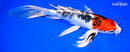 10" YAMATO NISHIKI BUTTERFLY