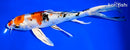 8.75" YAMATO NISHIKI BUTTERFLY
