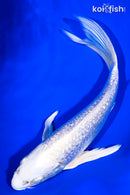 8.25" GINRIN PLATINUM OGON BUTTERFLY
