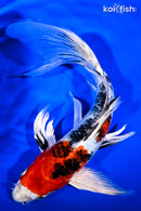 10" YAMATO NISHIKI BUTTERFLY
