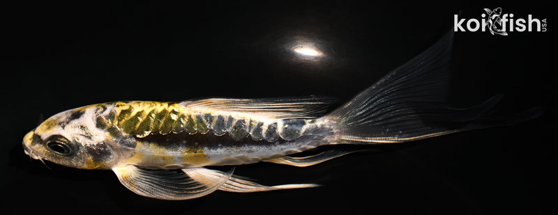 5.25" GINRIN KIN KIKOKURYU BUTTERFLY