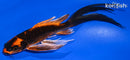 7.5" ORENJI MATSUBA BUTTERFLY