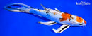 8.75" YAMATO NISHIKI BUTTERFLY
