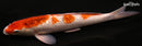 12.25" GINRIN GOROMO