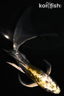 5.25" GINRIN KIN KIKOKURYU BUTTERFLY