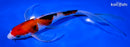 8.75" SANKE BUTTERFLY