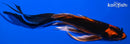 7.5" ORENJI MATSUBA BUTTERFLY