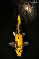 11.5" KIN KI UTSURI