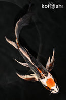 7.5" MARUTEN KUJAKU BUTTERFLY
