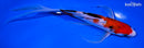 8.75" SANKE BUTTERFLY