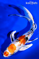 8.75" YAMATO NISHIKI BUTTERFLY