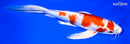 10.25" KUCHIBENI HARIWAKE BUTTERFLY