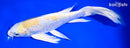 9" LEMON HARIWAKE BUTTERFLY
