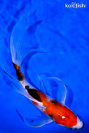 8.75" SANKE BUTTERFLY