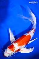 10.25" KUCHIBENI HARIWAKE BUTTERFLY