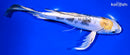 8.25" HEISEI NISHIKI BUTTERFLY