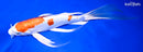 11" KIKUSUI BUTTERFLY