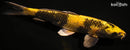 11.5" KIN KI UTSURI