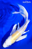9" LEMON HARIWAKE BUTTERFLY