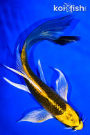 6.25" KI MATSUBA BUTTERFLY