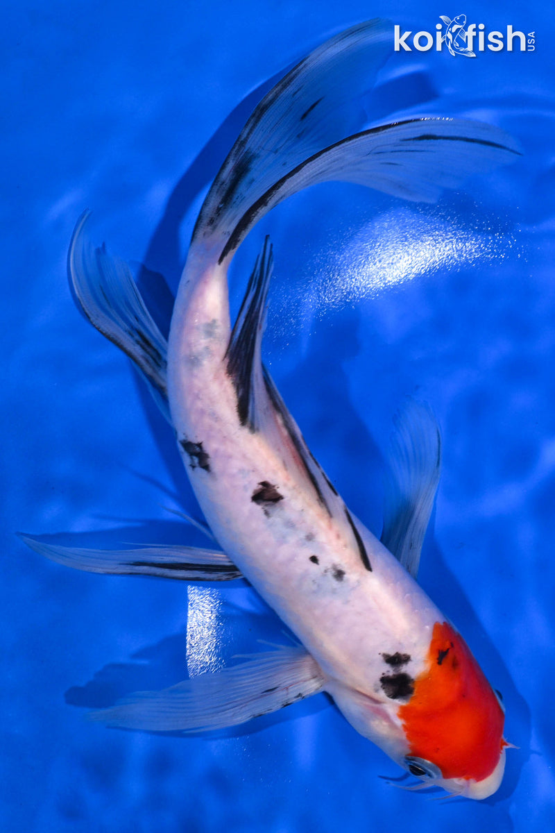 Orange Koi Fish For Sale – Page 21
