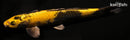 11.5" KIN KI UTSURI