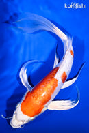 11" KIKUSUI BUTTERFLY
