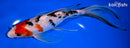 9.25" SANKE BUTTERFLY